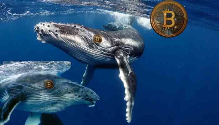 Chart showing the impact of large cryptocurrency holders (whales) on Bitcoin and other cryptocurrency prices